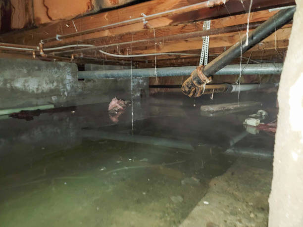 Best Water damage cleanup near me  in Kapaau, HI